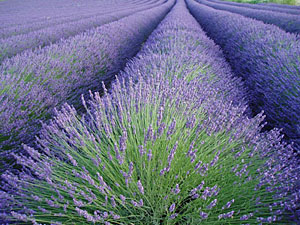 lavender field